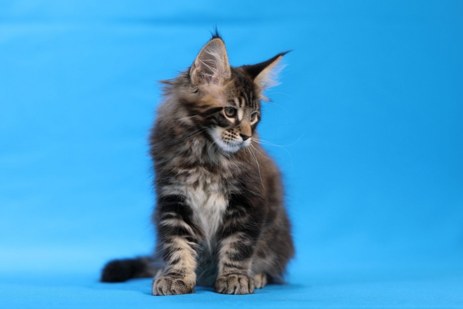 Кот Мейн кун
