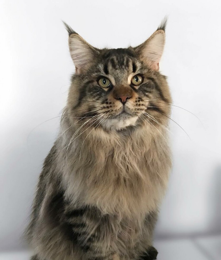 Настоящие котята Мейн кун