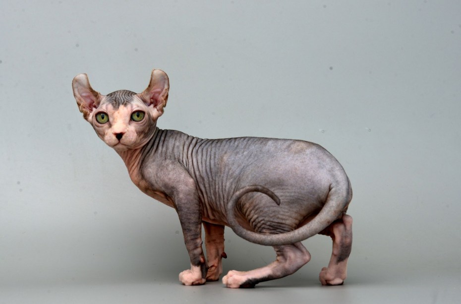 Котята эльфы