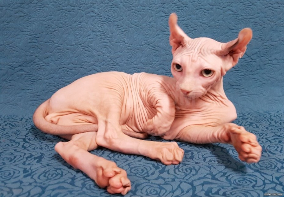 Эльф сфинкс кошка