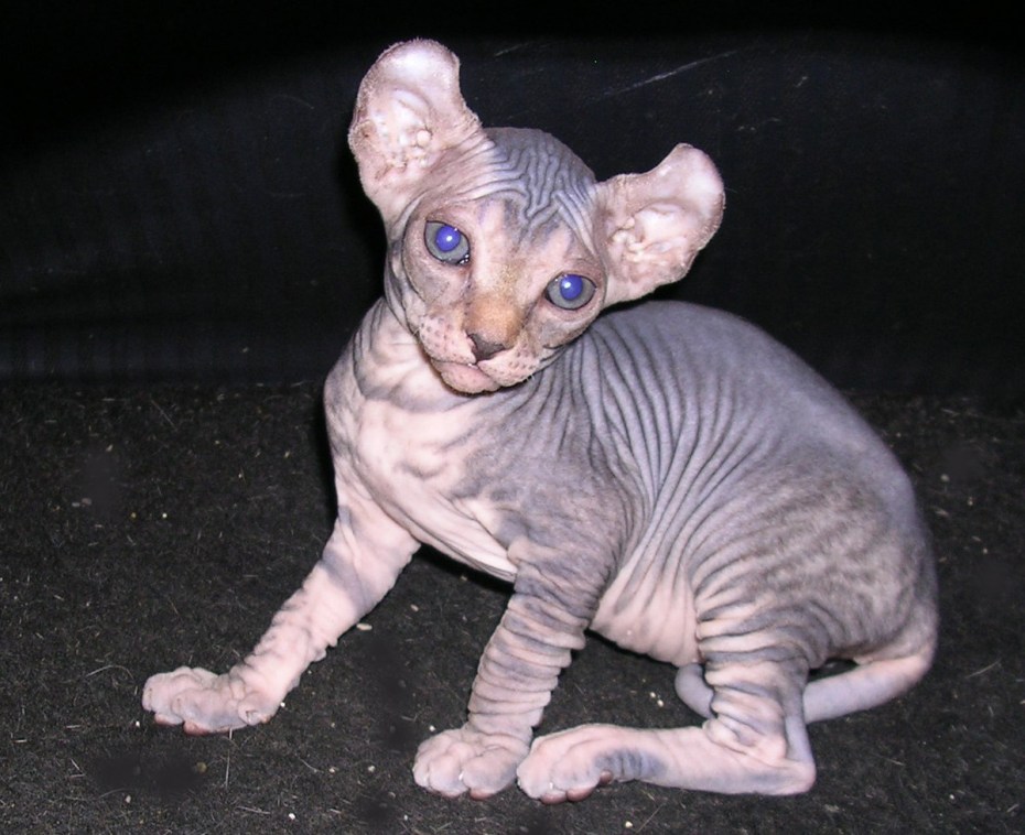 Эльф сфинкс кошка