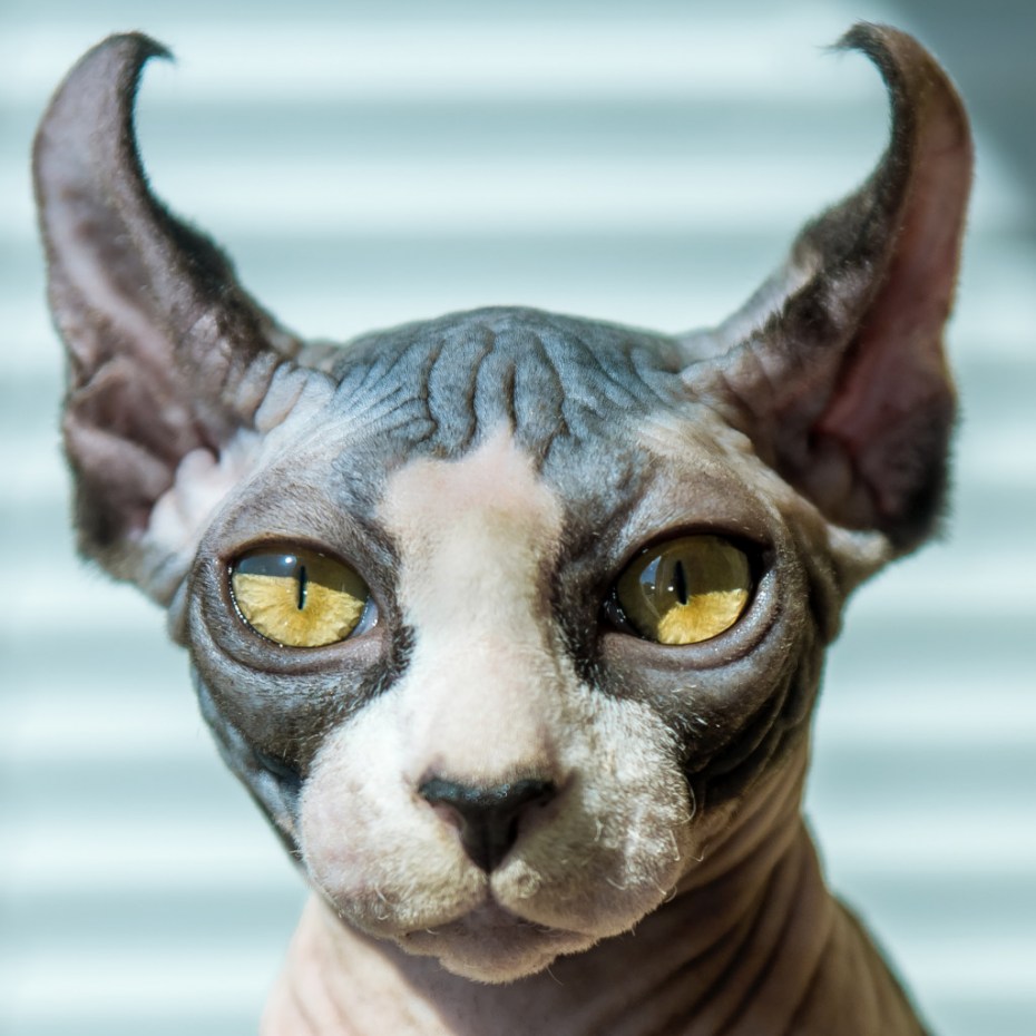 Сфинкс кошка
