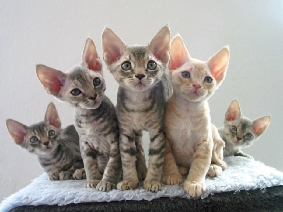 Парода дэлн РЭКС кошка