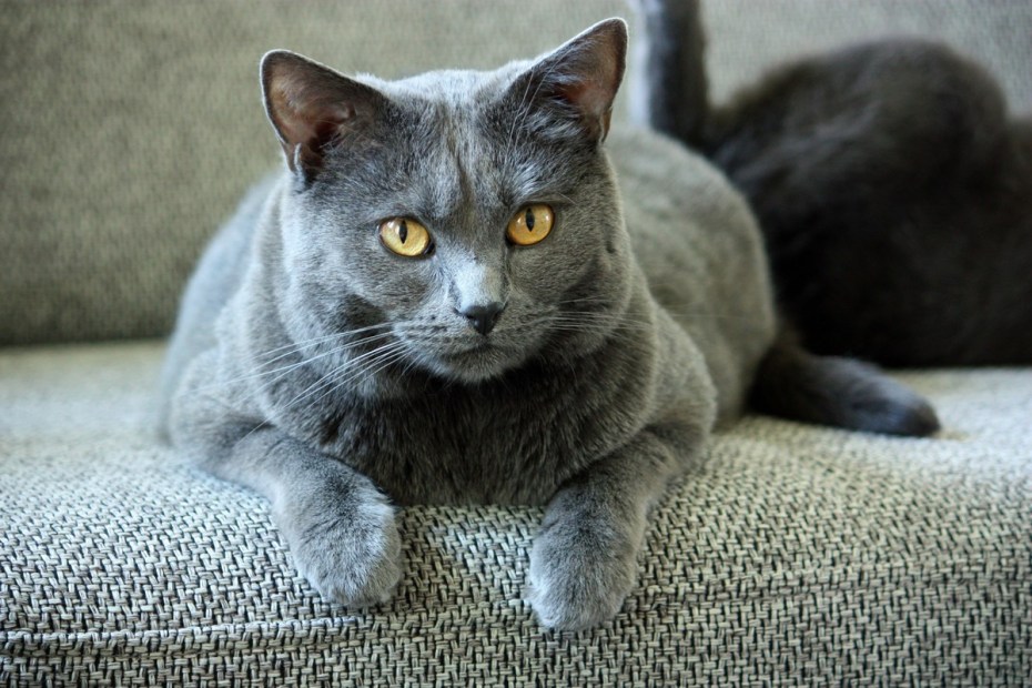 Скоттиш шартрез