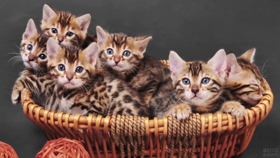 Много котят