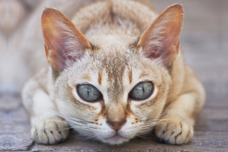 Сингапурская кошка