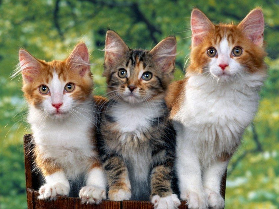 Разноцветные котята