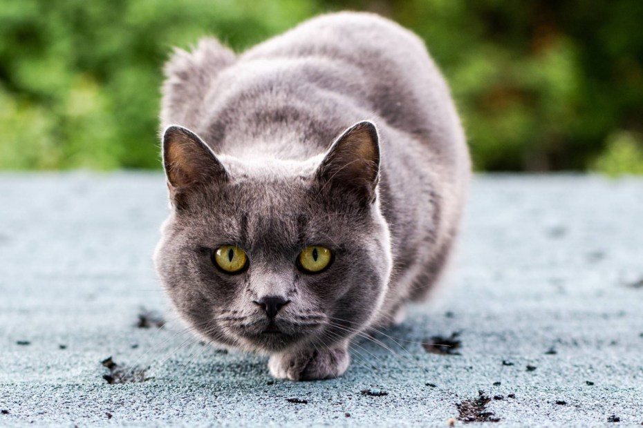 Красивая серая кошка