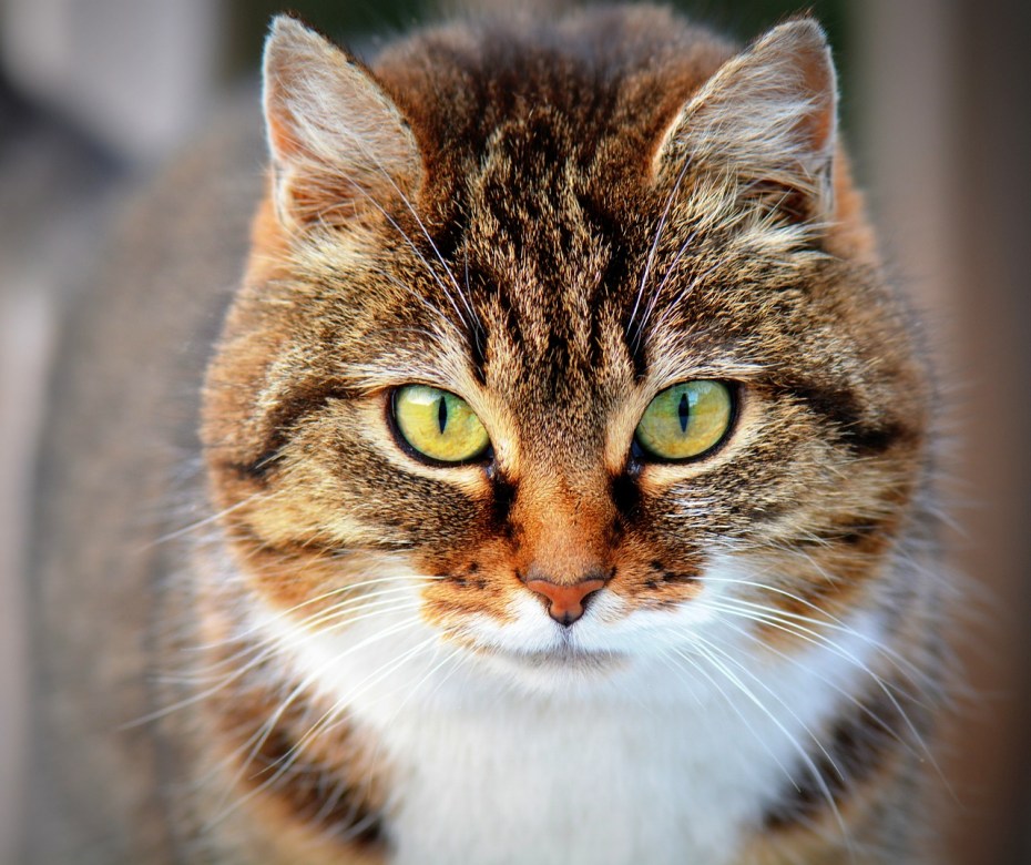 Красивые коты