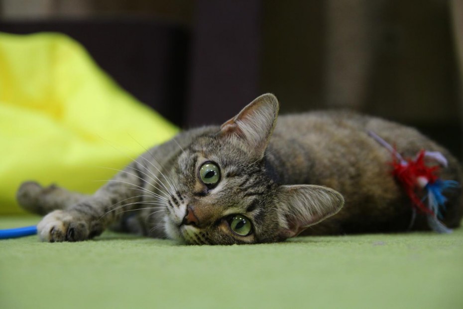 Котокафе Ревда