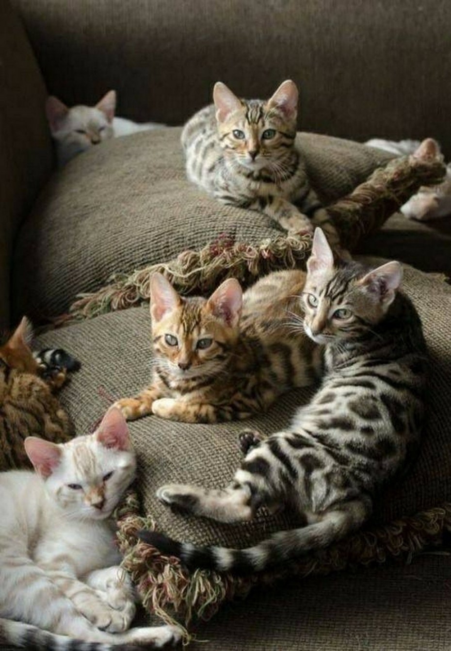 Разные котята