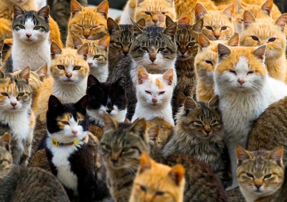 Много котов