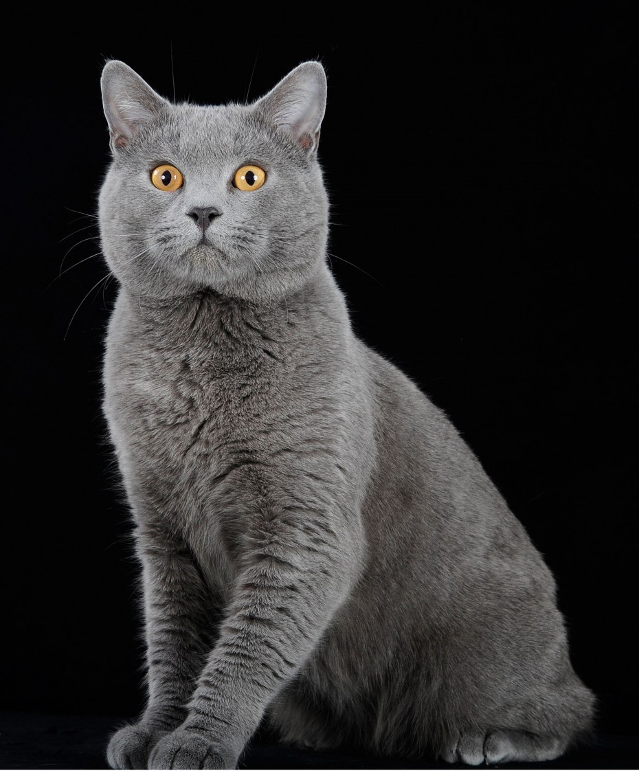 Скоттиш шартрез