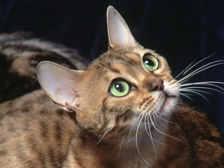 Кот с косыми глазами