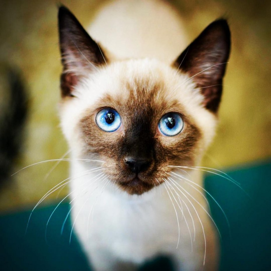 Сиамская кошка