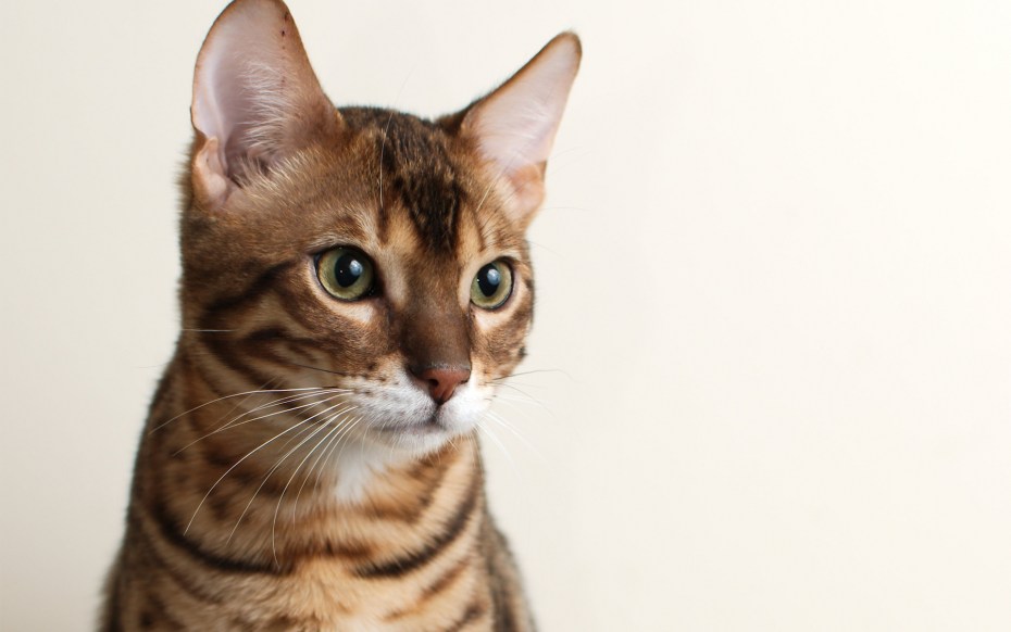 Бенгальский кот