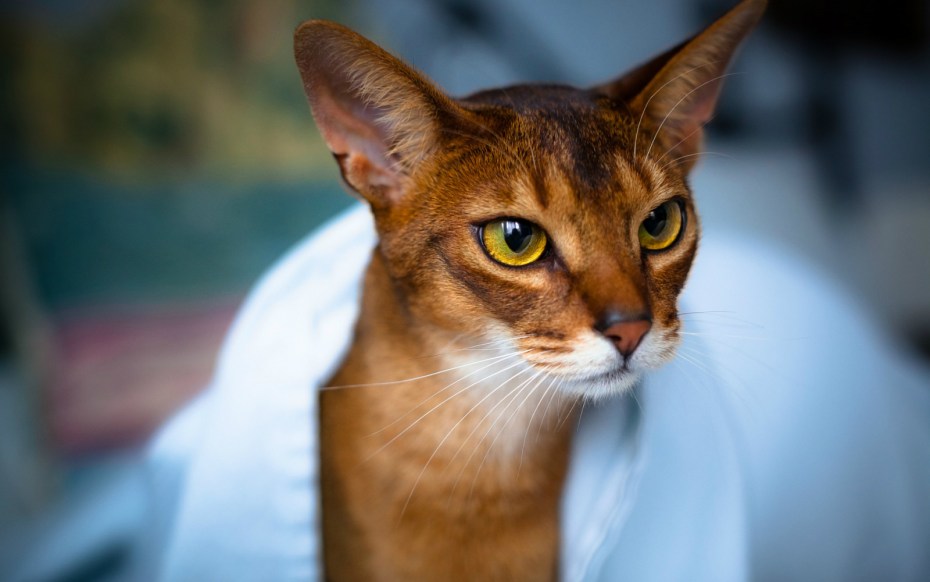 Абиссинская кошка