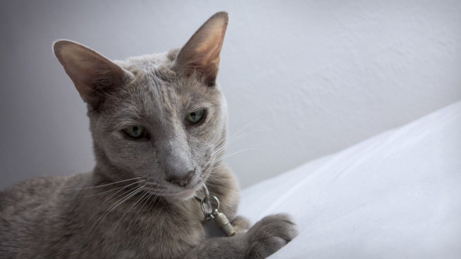 Корат кошка