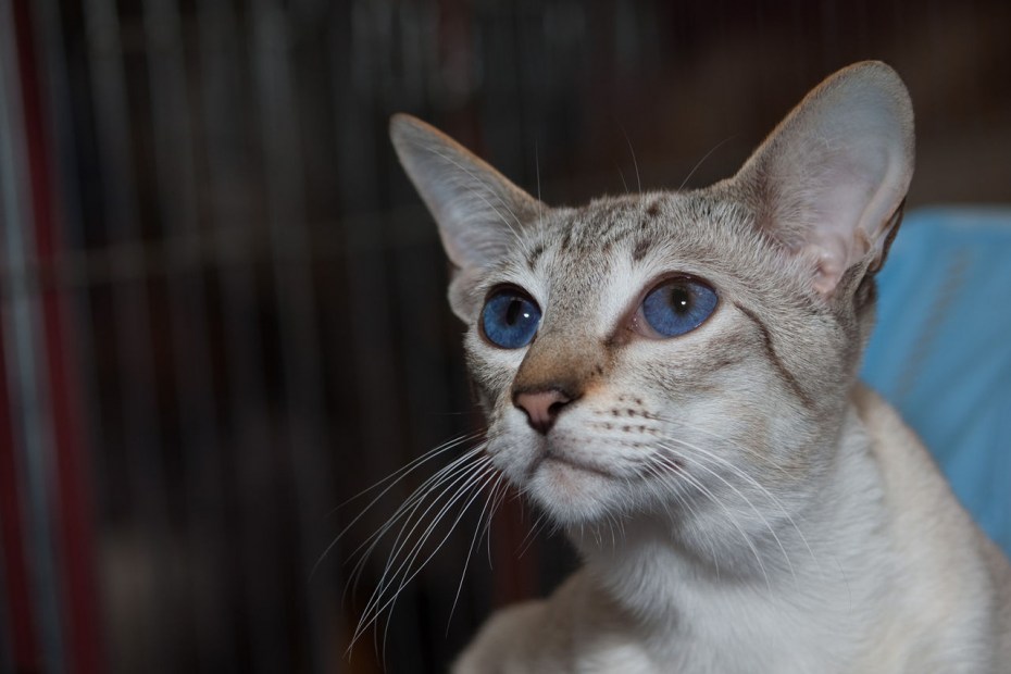 Сиамская кошка