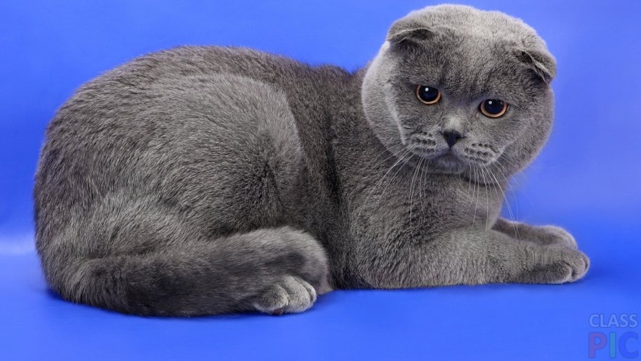 Шотландская вислоухая кошка
