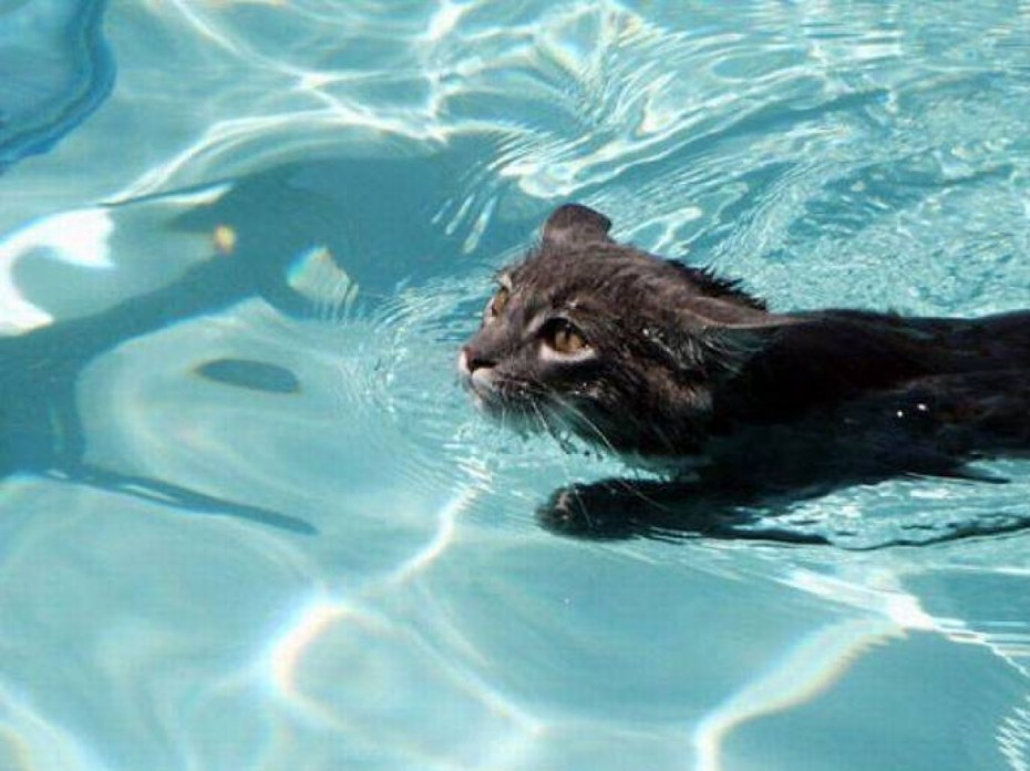 Водоплавающие кошки