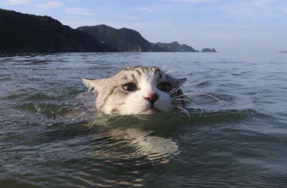 Кошка плывет