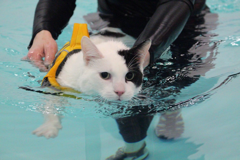 Котик в бассейне