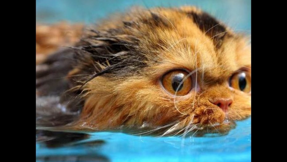 Коты умеют плавать