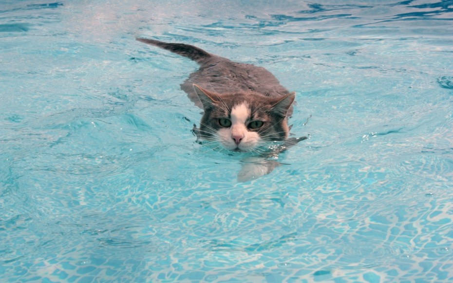 Котик в бассейне