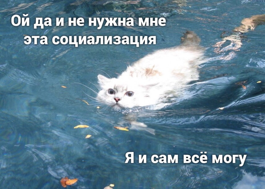 Самодостаточность Мем