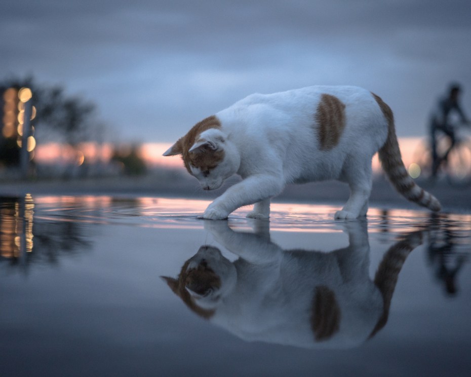 Кот отражается в луже
