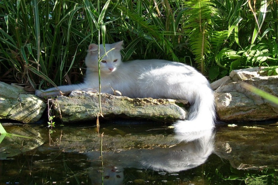Кошка у реки