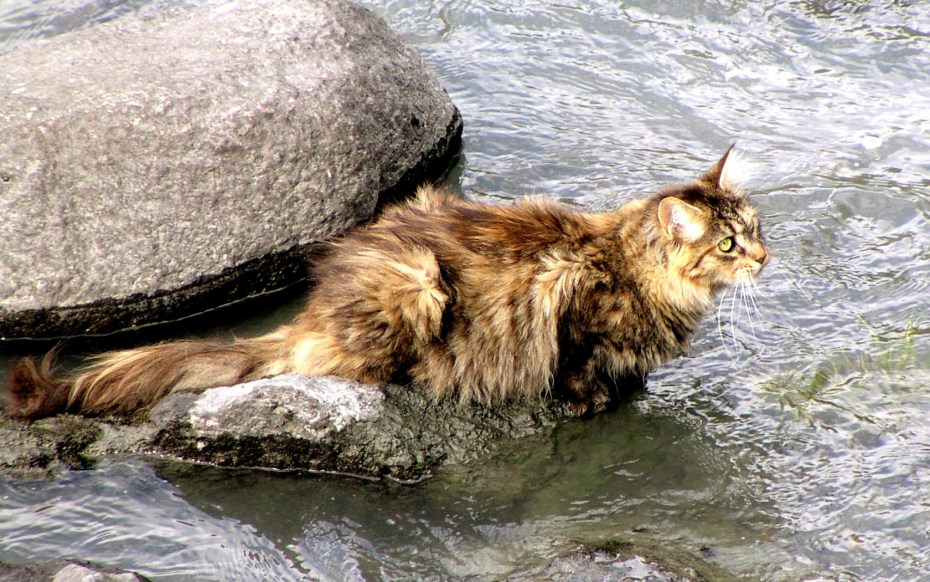 Кошка у реки
