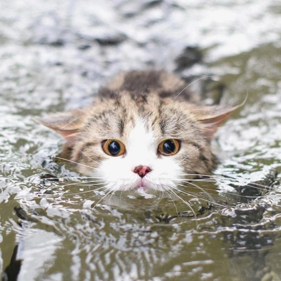 Котик плывет
