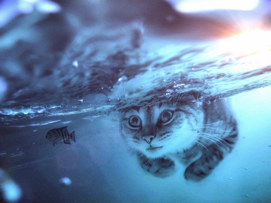 Кошка под водой