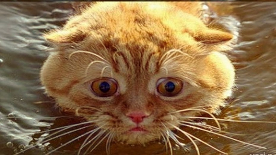 Тонущий котенок