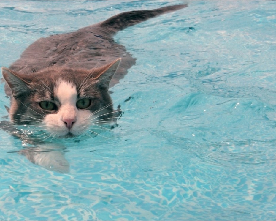 Котенок плавает