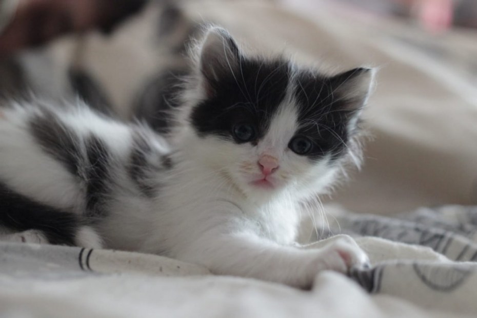 Котенок белый с черными пятнами