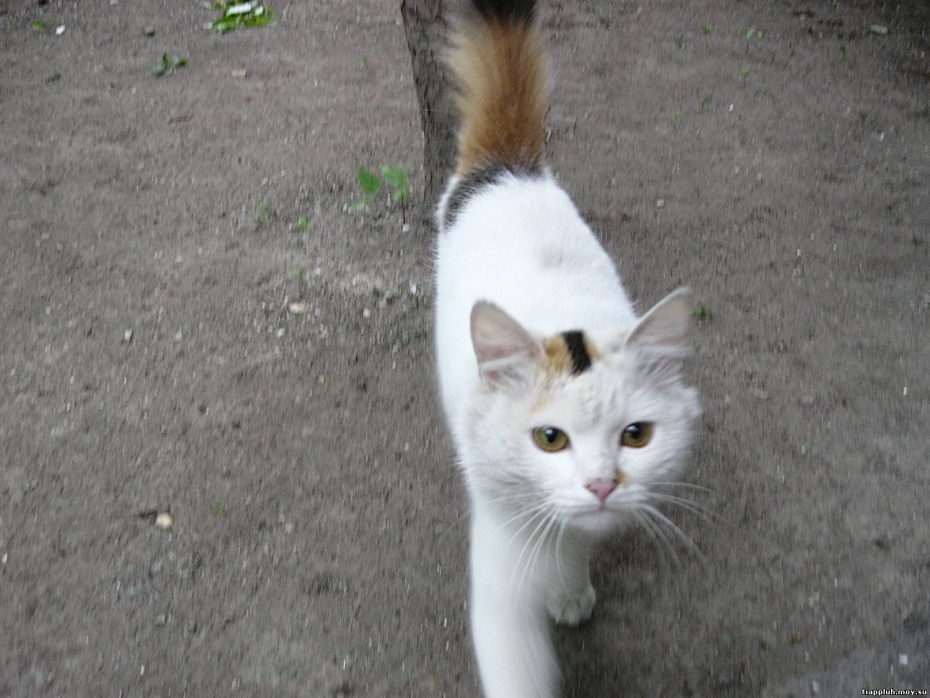Белый шотландский вислоухий котенок
