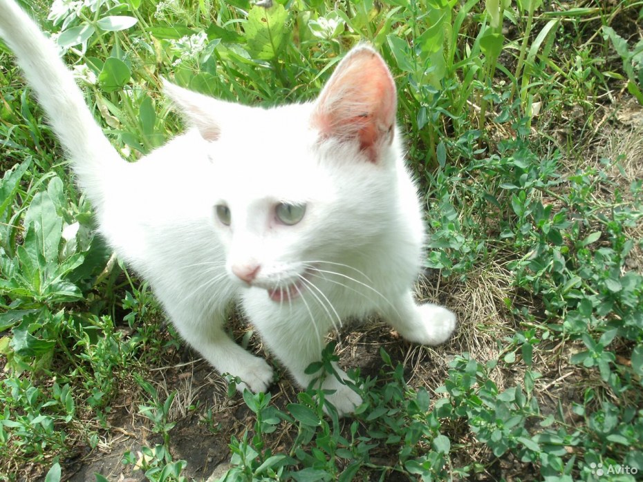Бело коричневая кошка
