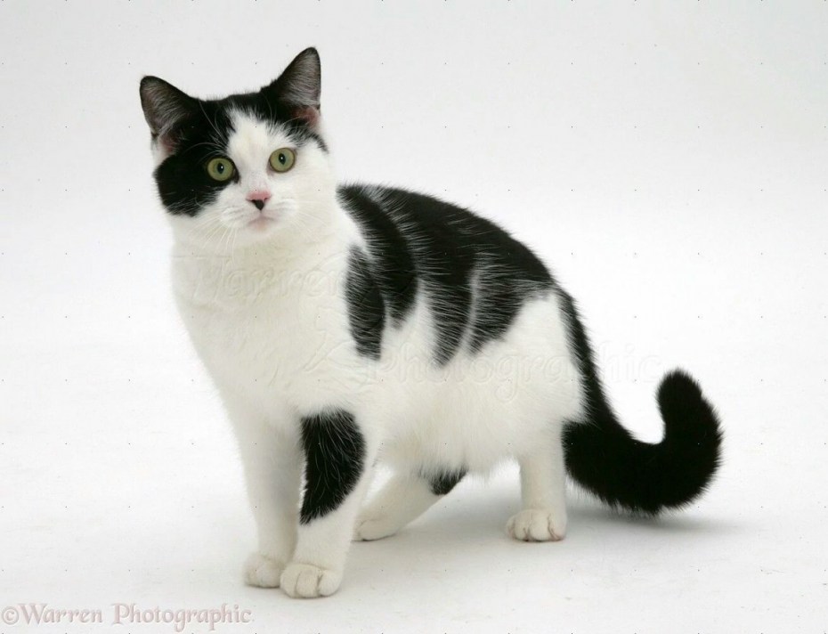 Котенок серый с белым