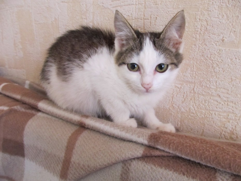 Кошка беспородная серая с белым