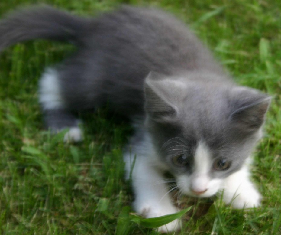 Максим котик