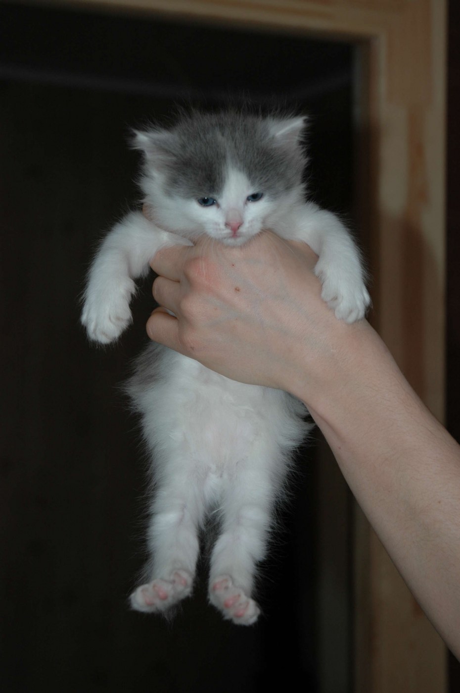 Белый кот с пятнами