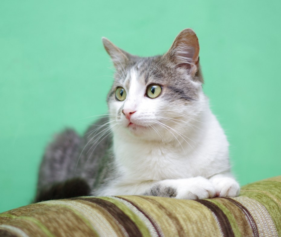 Кошка хищник или нет