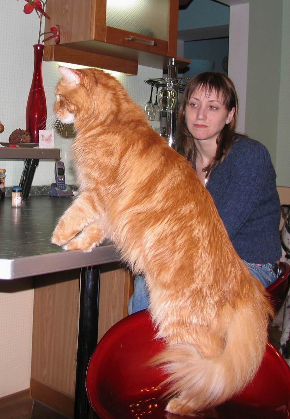 Гигантский кот Мейн кун рыжий