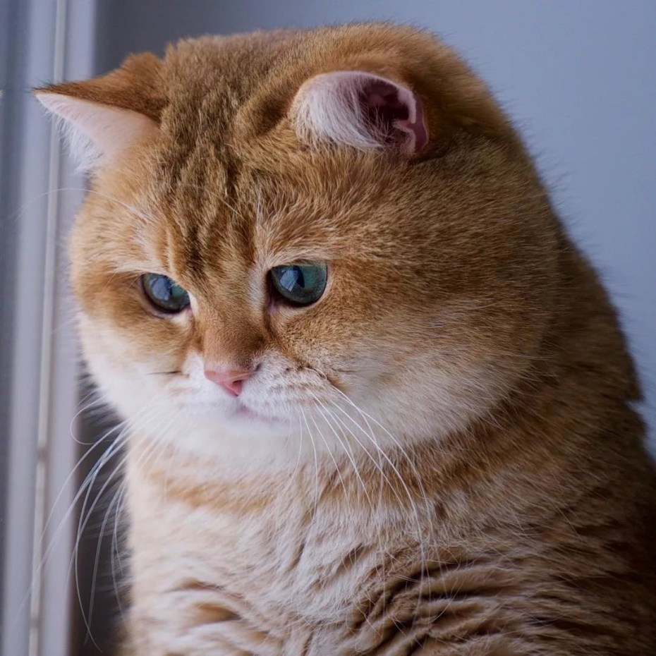 Рыжий кот Хосико