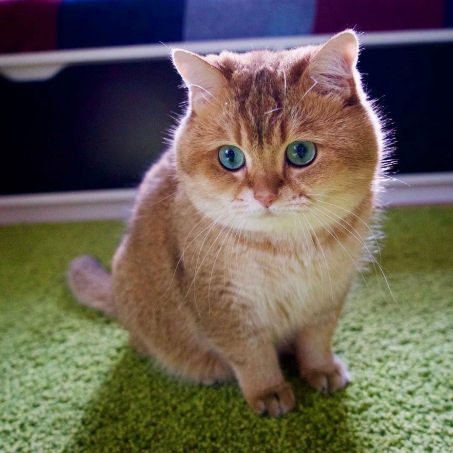 Щекастый кот