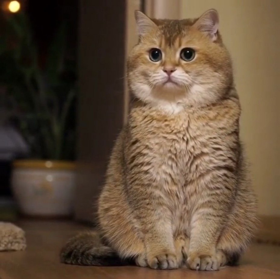 Скоттиш фолд Хосико