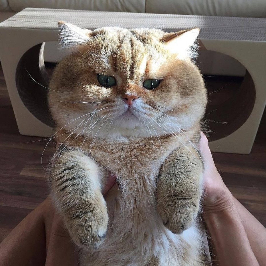 Котик с щечками